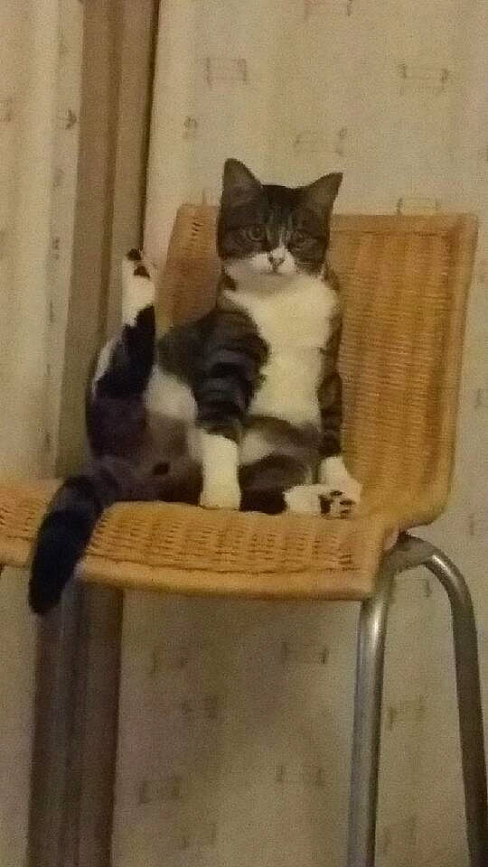 Mely a rejoint le concours — aidez-le/la à gagner de superbes lots ! aegean_cat, carnivoran, cat, cat_like_mammal, domestic_short_haired_cat, european_shorthair, kitten, small_to_medium_sized_cats, tail, whiskers