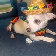 Chico joined the competition — help win amazing prizes! dog, small_dog, white_dog, sombrero, colorful_clothing, poncho, couch, indoor, pet, animal, cute, costume, furniture, relaxing, canine, closeup, portrait, domestic_animal, looking_away, blue_couch