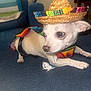 dog, small_dog, white_dog, sombrero, colorful_clothing, poncho, couch, indoor, pet, animal, cute, costume, furniture, relaxing, canine, closeup, portrait, domestic_animal, looking_away, blue_couch
