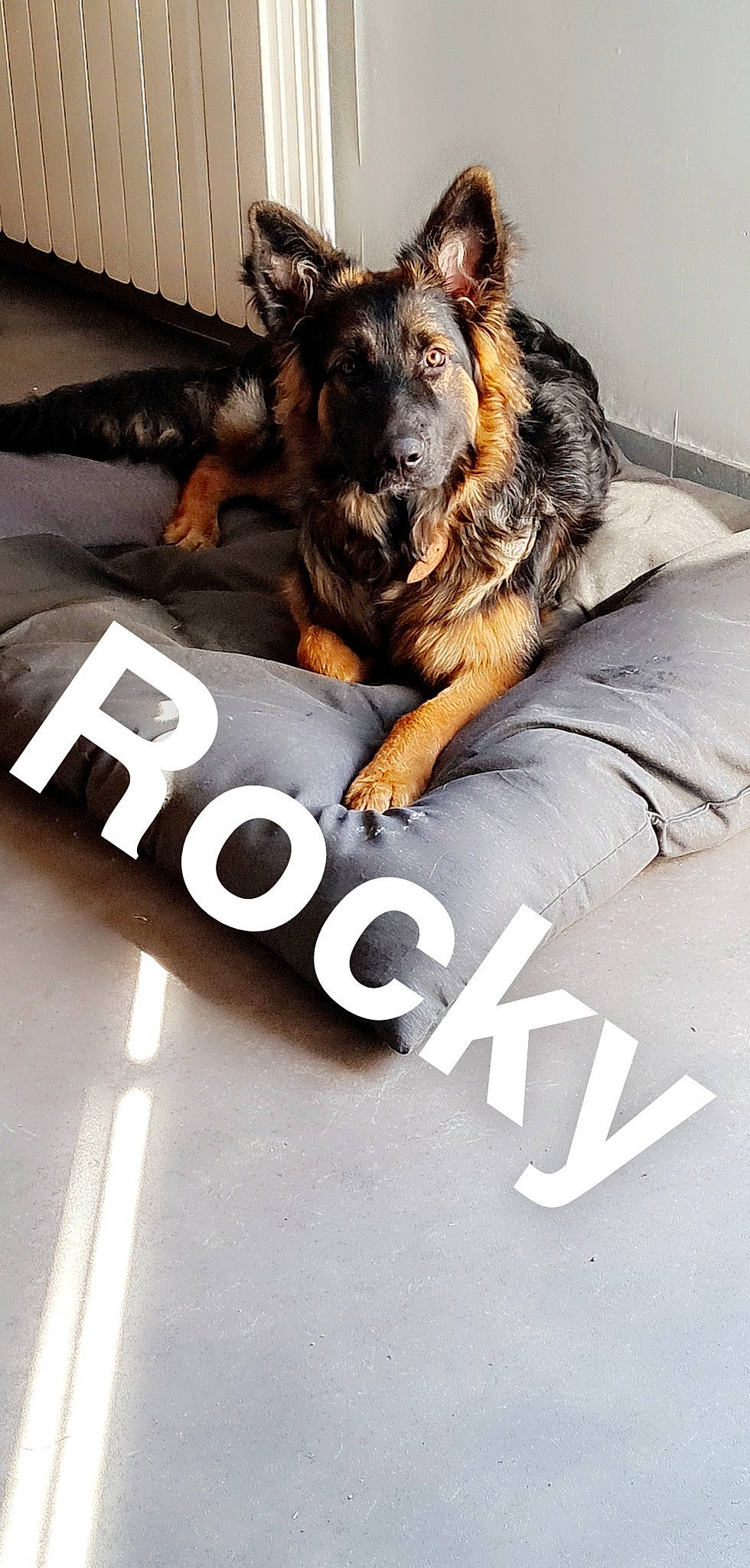 Rocky participe au concours pour gagner de l'argent avec cette photo : canidae, carnivore, comfort, companion_dog, dog, dog_breed, font, fur, german_shepherd_dog, gesture, guard_dog, happy, herding_dog, logo, paw, photo_caption, snout, sporting_group, t_shirt, working_dog