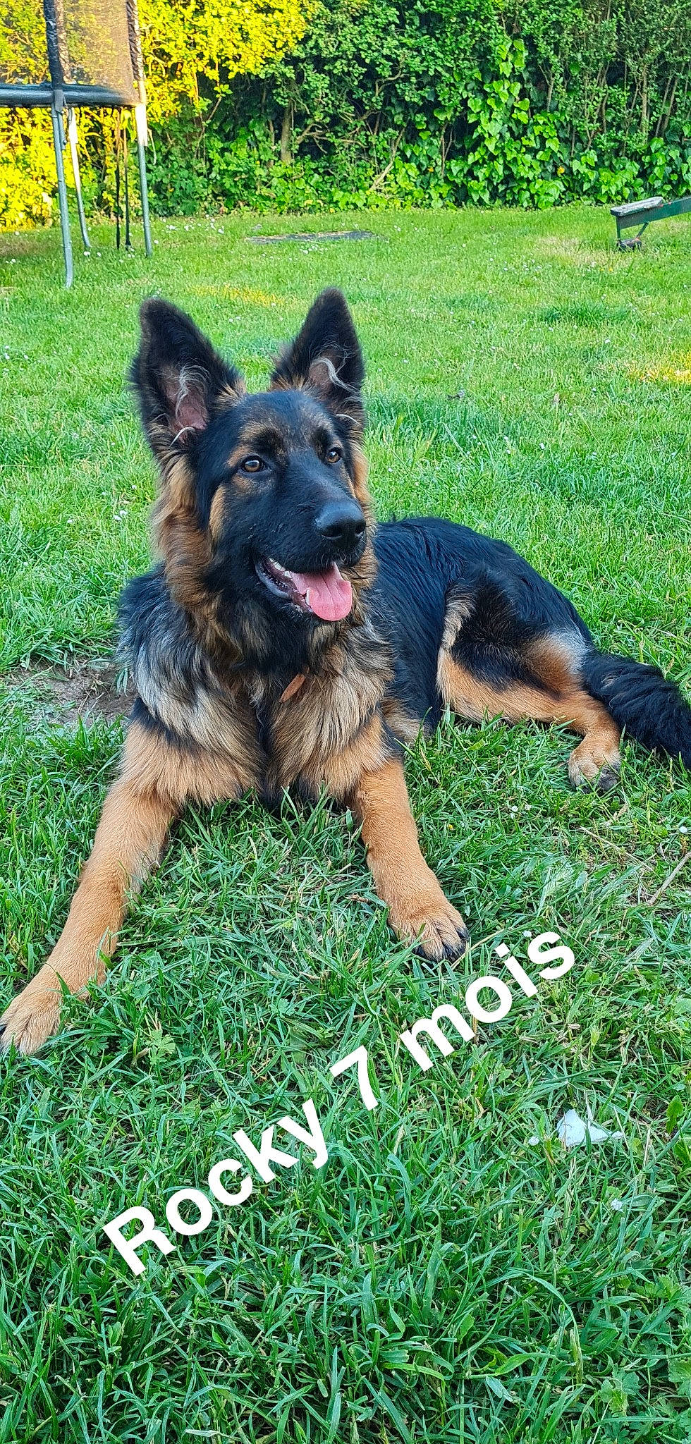 Rocky a rejoint le concours — aidez-le/la à gagner de superbes lots ! canidae, carnivore, companion_dog, dog, dog_breed, east_european_shepherd, german_shepherd_dog, grass, green, groundcover, guard_dog, herding_dog, king_shepherd, lawn, old_german_shepherd_dog, plant, sharing, snout, sporting_group, working_dog