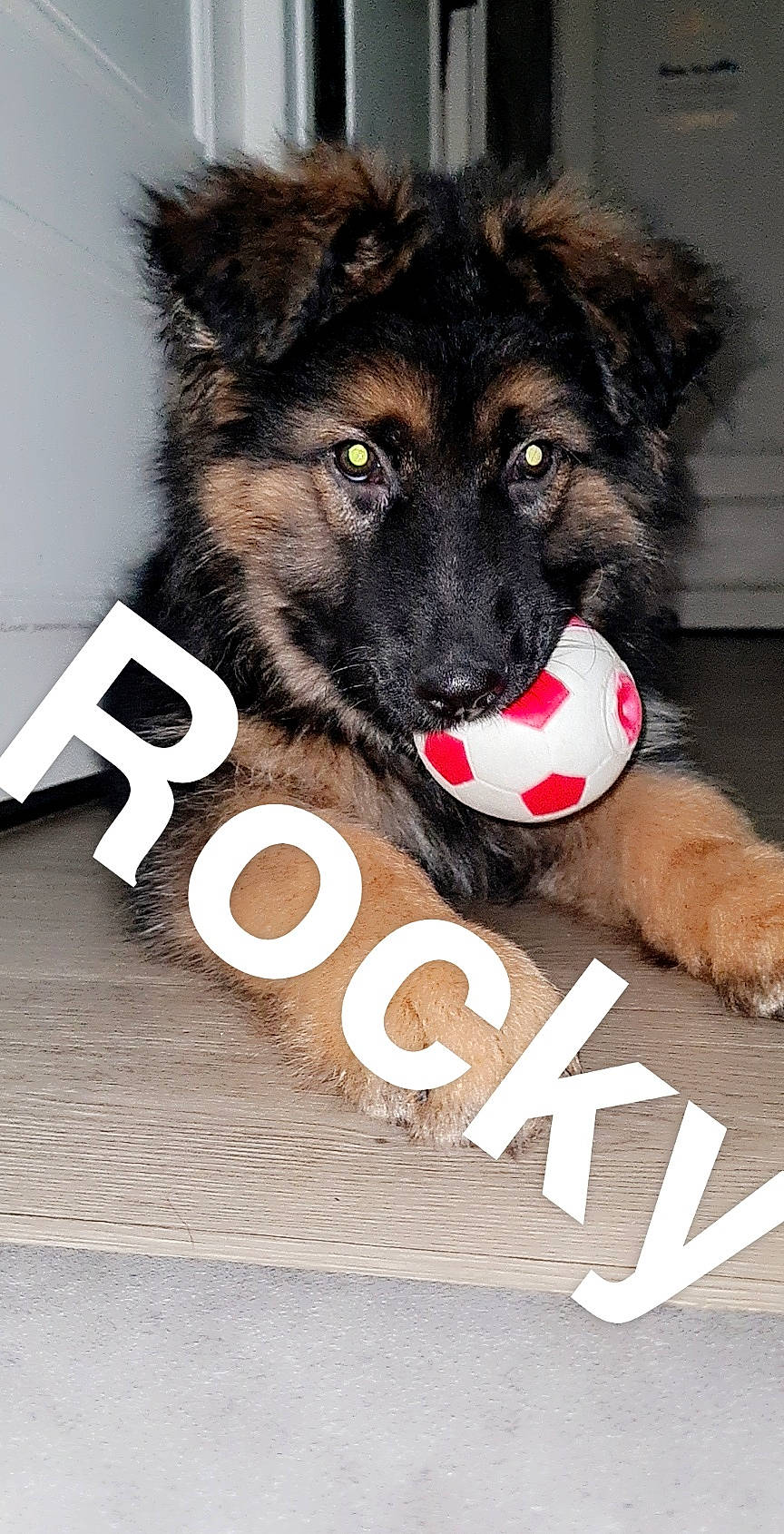 Rocky a rejoint le concours — aidez-le/la à gagner de superbes lots ! ancient_dog_breeds, ball, canidae, carnivore, companion_dog, dog, dog_breed, dog_supply, font, fur, herding_dog, logo, mammal, paw, photo_caption, snout, sporting_group, terrestrial_animal, working_dog