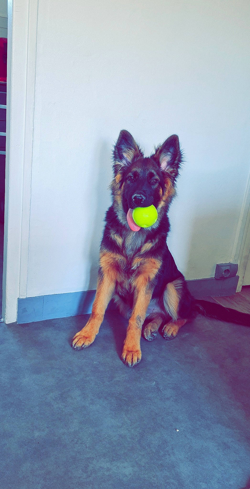 Rocky a rejoint le concours — aidez-le/la à gagner de superbes lots ! art, canidae, canis, carnivore, companion_dog, dog, dog_breed, electric_blue, fawn, fur, german_shepherd_dog, guard_dog, herding_dog, human_body, magenta, purple, snout, sporting_group, working_animal, working_dog