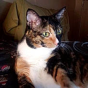 Bonnie joined the competition — help win amazing prizes! animal, calico, cat, close_up, cozy, curious, cushion, cute, domestic_cat, ear, feline, fur, green_eyes, indoor, patterned_blanket, pet, portrait, relaxed, resting, whiskers