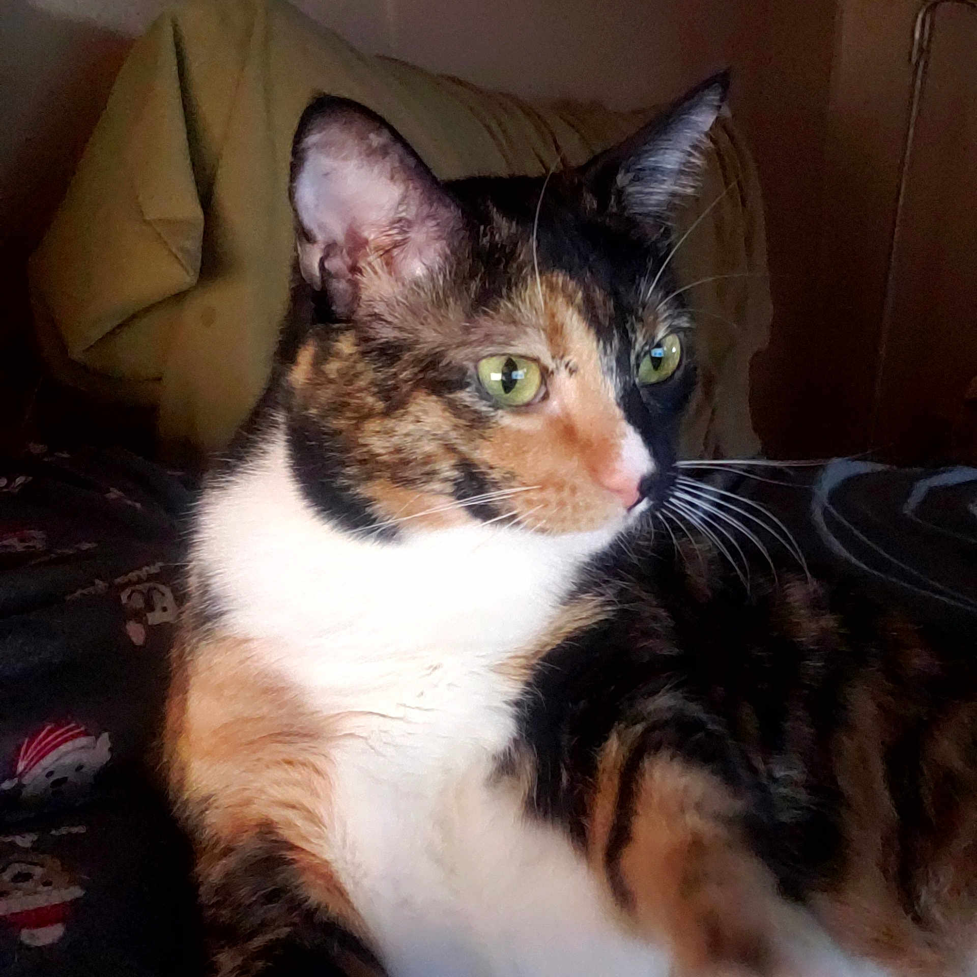 Bonnie joined the competition — help win amazing prizes! animal, calico, cat, close_up, cozy, curious, cushion, cute, domestic_cat, ear, feline, fur, green_eyes, indoor, patterned_blanket, pet, portrait, relaxed, resting, whiskers