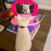 Stormy is registered to the contest to win money with this photo: kitten, cat, toy, mirror, reflection, bow_tie, table, books, flowers, potted_plant, wooden_surface, white_cat, indoor, cute, small, pet, feline, decor, playful, domestic_animal