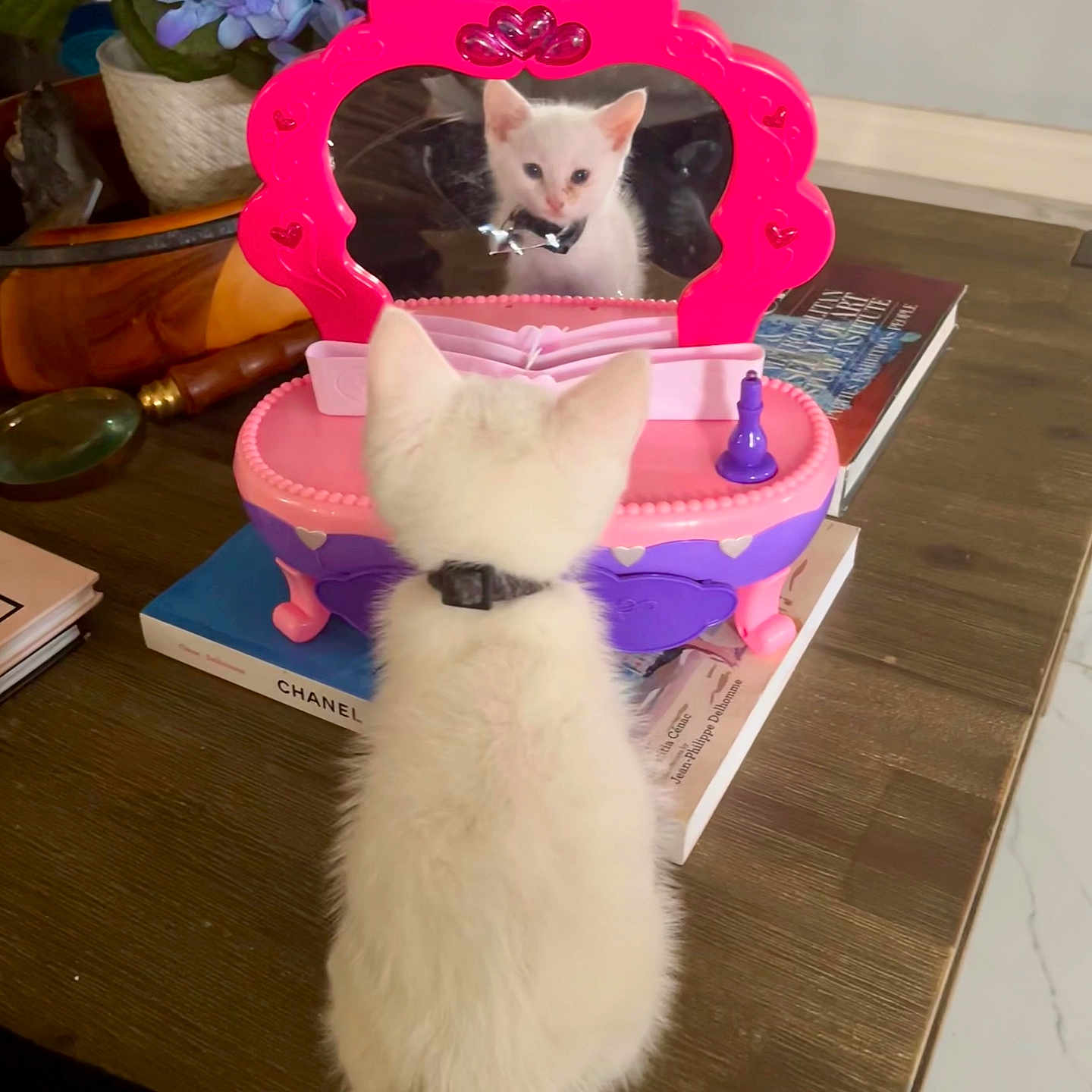 Stormy is registered to the contest to win money with this photo: kitten, cat, toy, mirror, reflection, bow_tie, table, books, flowers, potted_plant, wooden_surface, white_cat, indoor, cute, small, pet, feline, decor, playful, domestic_animal