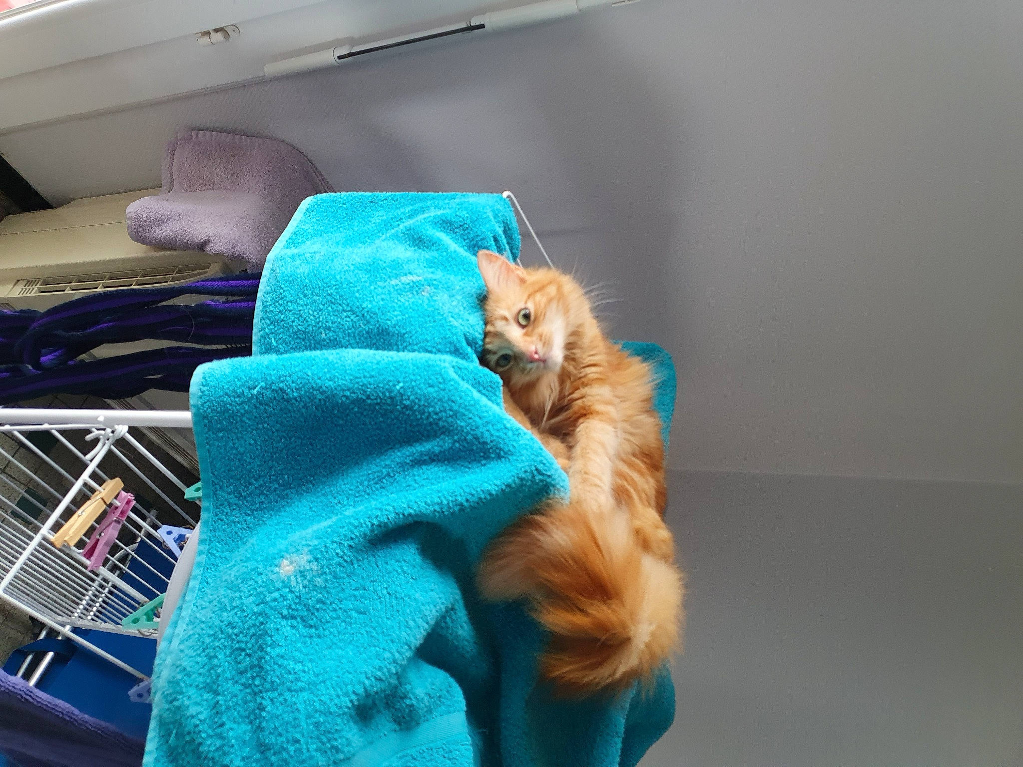 Mia a rejoint le concours — aidez-le/la à gagner de superbes lots ! canidae, carnivore, cat, claw, comfort, companion_dog, dog_breed, electric_blue, felidae, fur, linens, nap, pomeranian, room, small_to_medium_sized_cats, spitz, sporting_group, tail, toy, whiskers