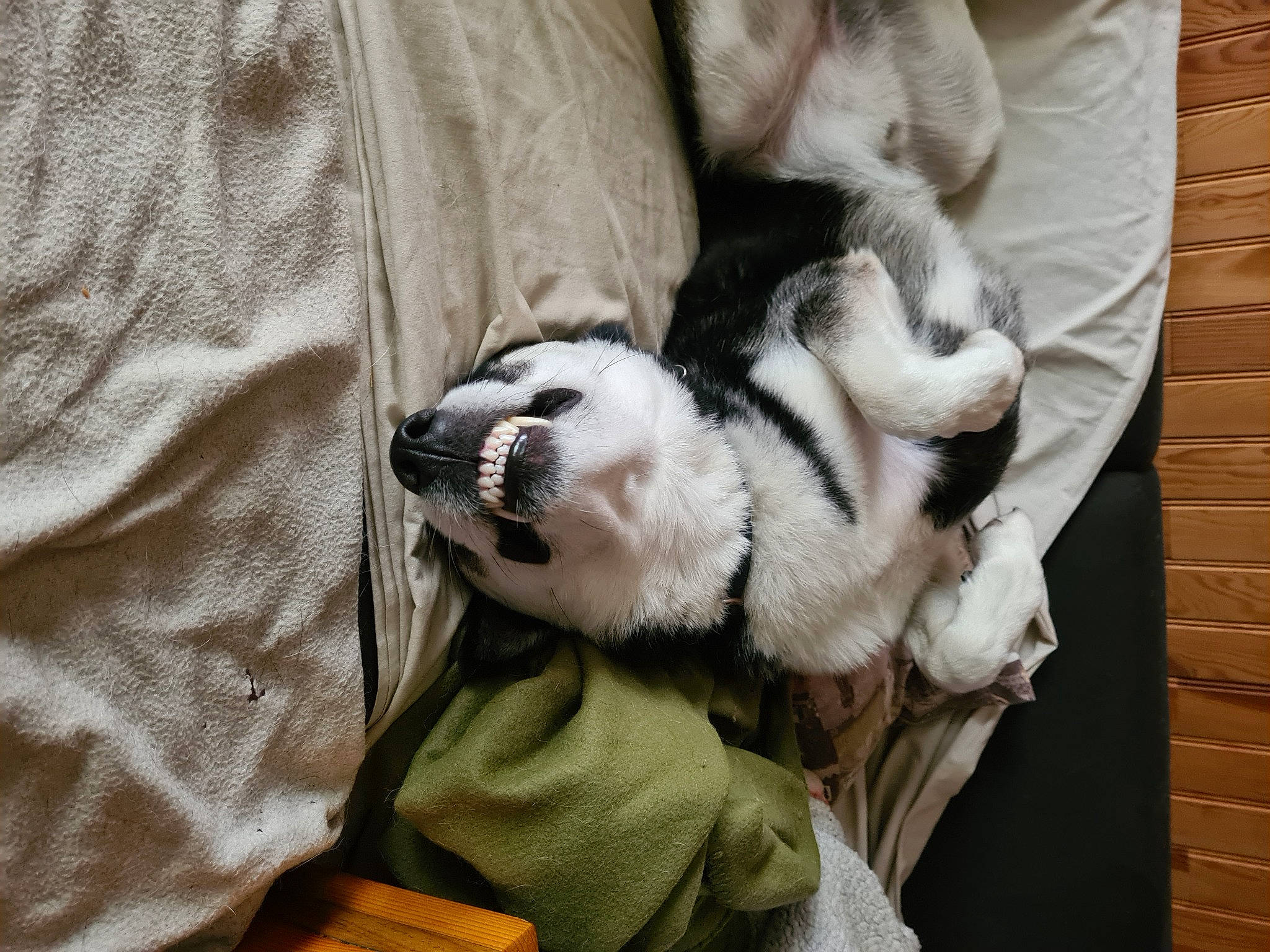 Zéphyr participe au concours pour gagner de l'argent avec cette photo : canidae, carnivore, claw, comfort, companion_dog, dog, dog_breed, domestic_short_haired_cat, fawn, felidae, fur, grey, linens, paw, small_to_medium_sized_cats, sporting_group, tail, toy_dog, whiskers, wood