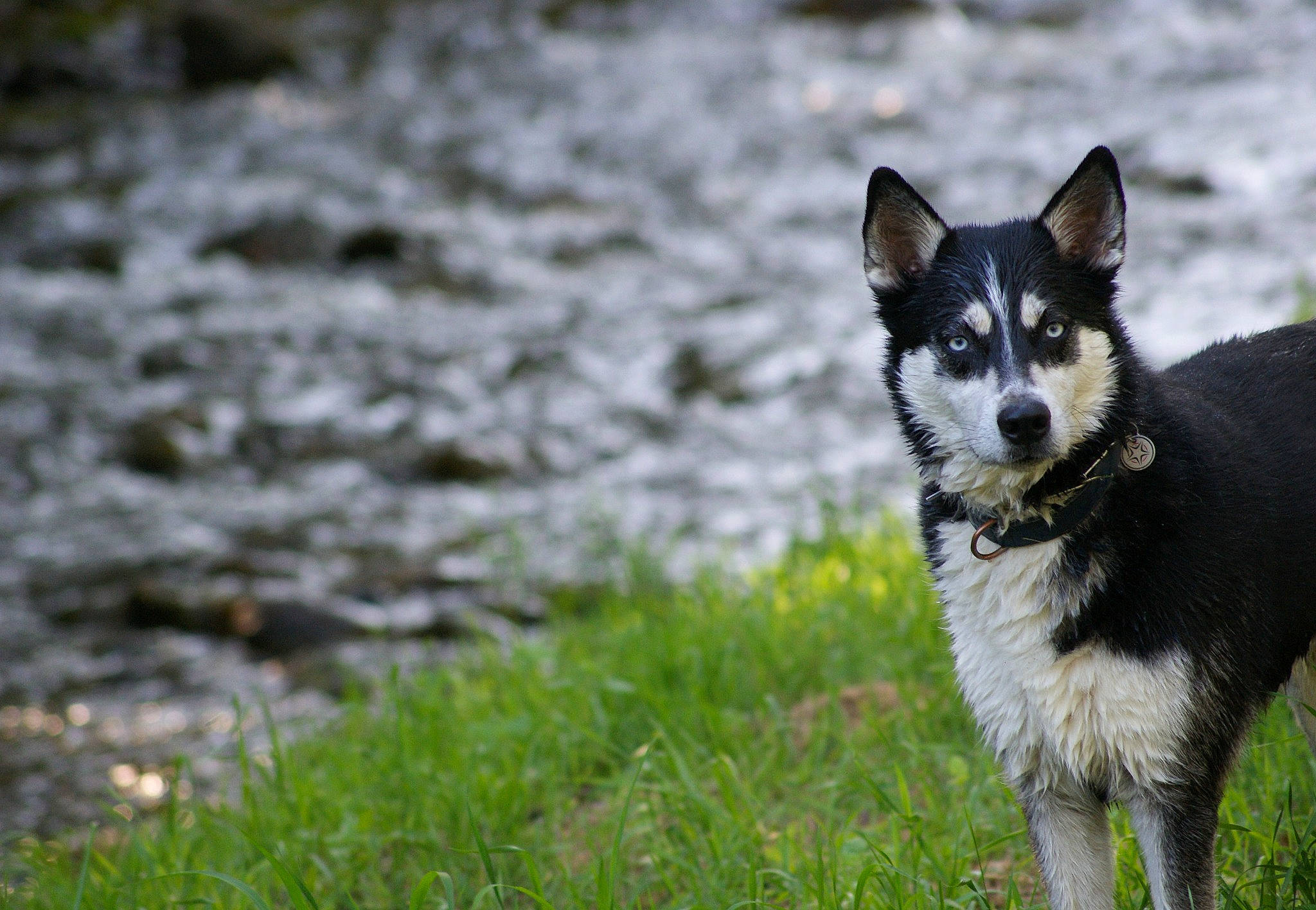Zéphyr participe au concours pour gagner de l'argent avec cette photo : canidae, carnivore, collar, companion_dog, dog, dog_breed, eye, fur, grass, herding_dog, non_sporting_group, plant, sporting_group, tail, terrestrial_animal, water, whiskers, working_animal, working_dog