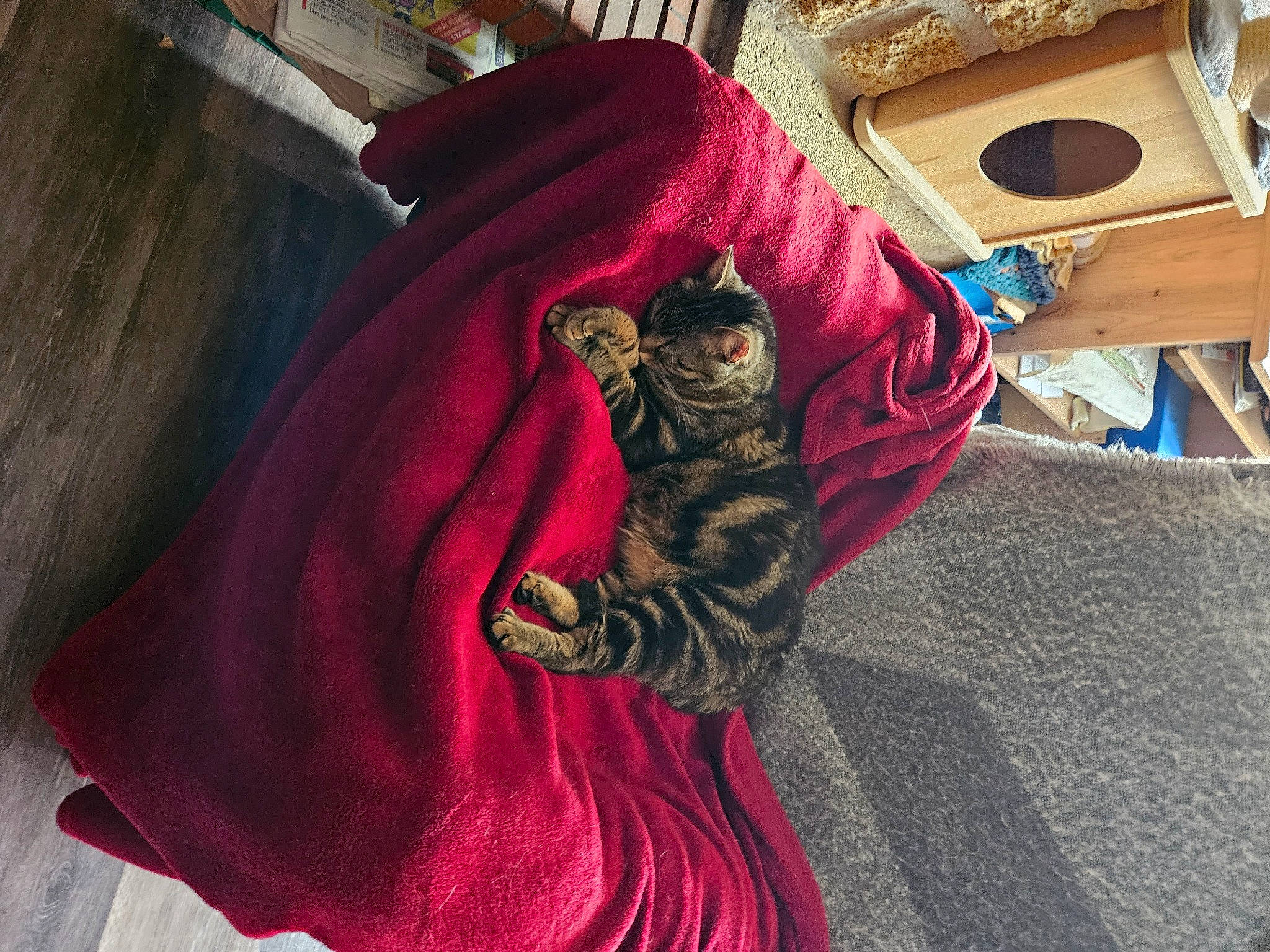 Sherlock Loki participe au concours pour gagner de l'argent avec cette photo : bag, carmine, carnivore, carpet, cat, comfort, fashion_accessory, fashion_design, felidae, flooring, fur, house, linens, magenta, pattern, sleeve, small_to_medium_sized_cats, tints_and_shades, whiskers, wood