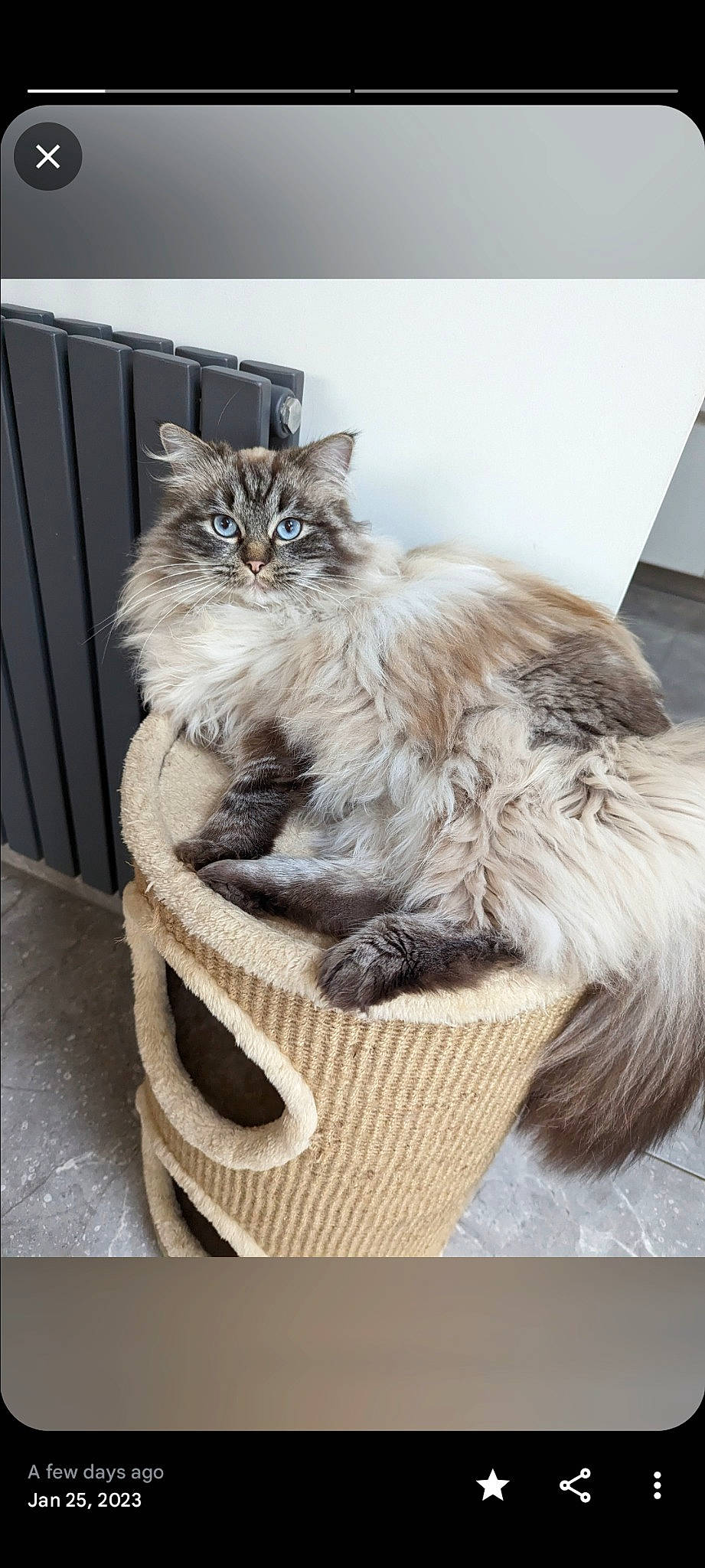 Shelbie is registered to the contest to win money with this photo: bag, baggage, basket, box, carnivore, cat, cat_supply, claw, comfort, domestic_short_haired_cat, fawn, felidae, fur, luggage_and_bags, maine_coon, small_to_medium_sized_cats, storage_basket, tail, whiskers, wicker
