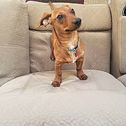 Phillee joined the competition — help win amazing prizes! dog, dachshund, pet, brown_dog, leather_chair, indoor, carpet, small_dog, curious, ears, collar, furniture, living_room, looking_up, cute, animal, paw, domestic_animal, canine, household