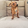 dog, dachshund, pet, brown_dog, leather_chair, indoor, carpet, small_dog, curious, ears, collar, furniture, living_room, looking_up, cute, animal, paw, domestic_animal, canine, household