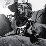 dog, black_dog, pet, collar, tags, couch, furniture, indoor, animal, looking_away, sitting, household, monochrome, black_and_white, ears, snout, paw, fur, canine, domestic_animal