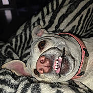 Pegasus is registered to the contest to win money with this photo: dog, pet, animal, close_up, smiling, teeth, collar, pink_collar, zebra_pattern, blanket, lying_down, indoor, cute, playful, fur, ears, nose, whiskers, brown_eyes, portrait