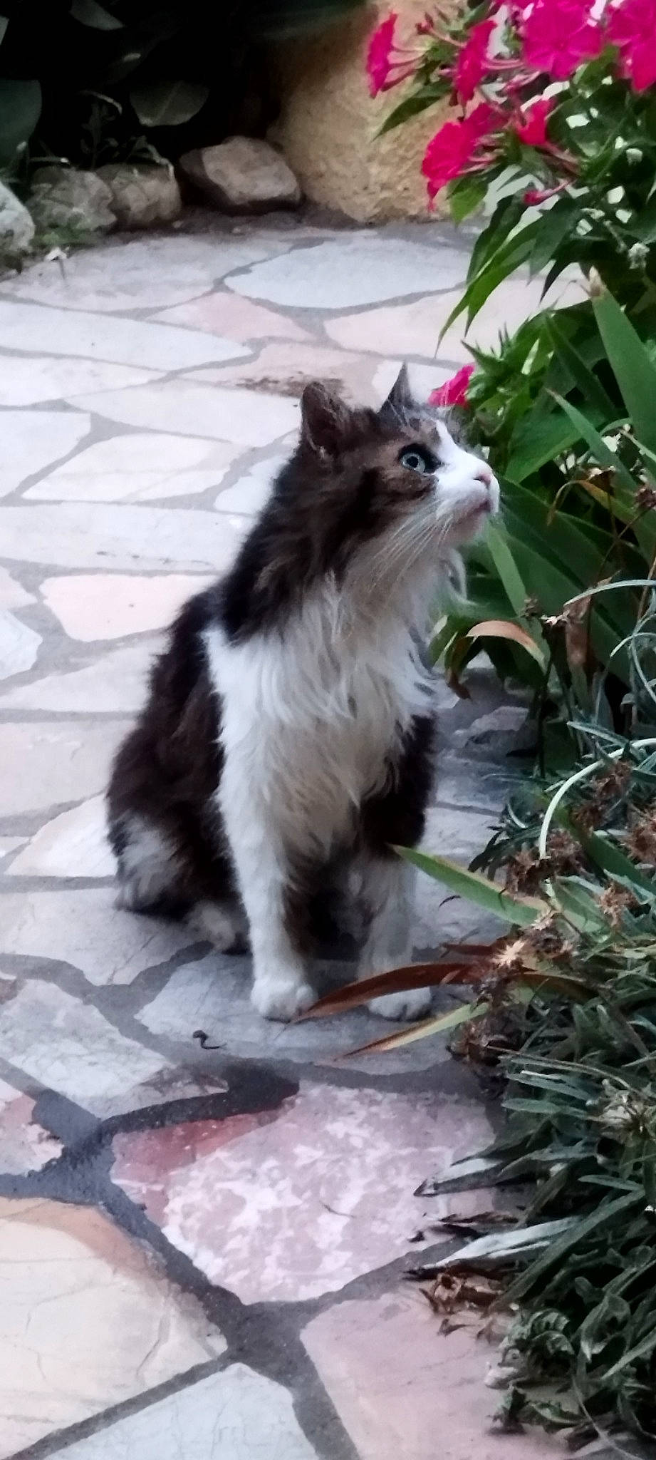 Igor a rejoint le concours — aidez-le/la à gagner de superbes lots ! carnivore, cat, domestic_short_haired_cat, felidae, fur, grass, herbaceous_plant, plant, road_surface, small_to_medium_sized_cats, tail, terrestrial_animal, whiskers