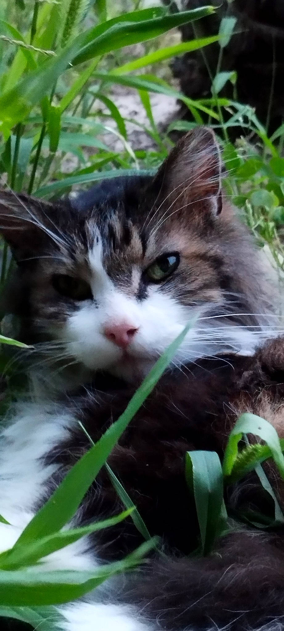 Igor a rejoint le concours — aidez-le/la à gagner de superbes lots ! carnivore, cat, domestic_short_haired_cat, felidae, fur, grass, green, groundcover, herb, iris, jungle, natural_landscape, photo_caption, plant, small_to_medium_sized_cats, snout, terrestrial_animal, terrestrial_plant, tree, whiskers