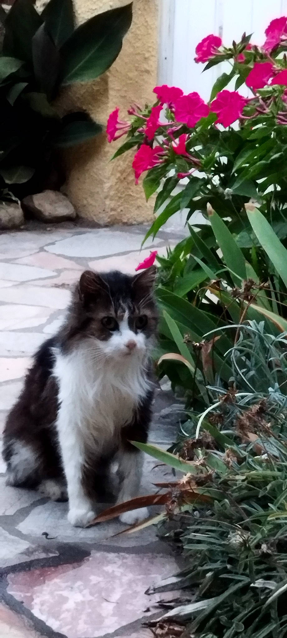 Igor participe au concours pour gagner de l'argent avec cette photo : annual_plant, british_longhair, carnivore, cat, domestic_short_haired_cat, felidae, flower, flowering_plant, fur, grass, groundcover, herb, herbaceous_plant, plant, shrub, small_to_medium_sized_cats, snout, tail, terrestrial_animal, whiskers