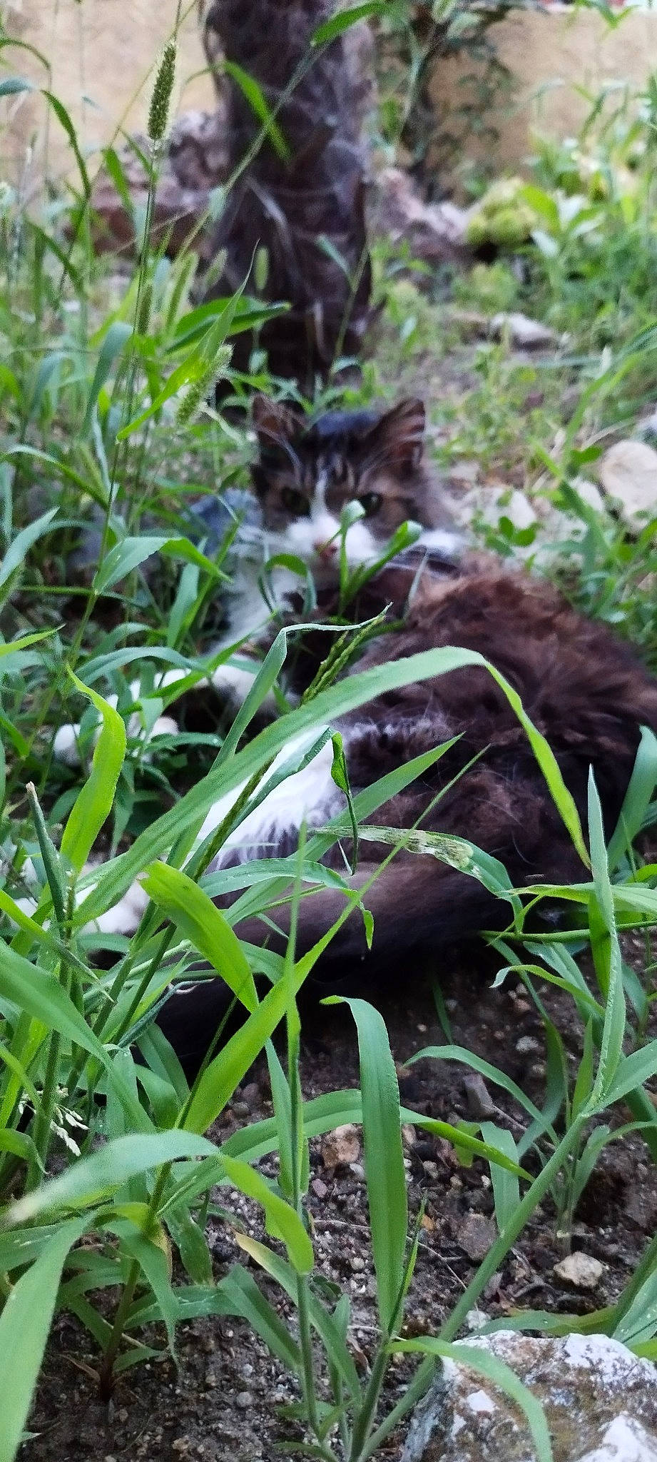 Igor a rejoint le concours — aidez-le/la à gagner de superbes lots ! botany, canidae, carnivore, cat, domestic_short_haired_cat, felidae, fur, grass, grass_family, groundcover, herb, herbaceous_plant, jungle, plant, small_to_medium_sized_cats, tail, terrestrial_animal, terrestrial_plant, whiskers, wildlife