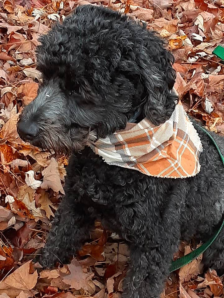 Sparky is registered to the contest to win money with this photo: black, canidae, carnivore, companion_dog, dog, dog_breed, dog_collar, dog_supply, fur, mammal, natural_material, pet_supply, snout, sporting_group, terrier, toy_dog, vertebrate, water_dog, working_animal, working_dog
