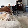 Molka a rejoint le concours — aidez-le/la à gagner de superbes lots ! cat, hand, pet, indoor, furniture, blanket, comfort, relaxation, home, cozy, table, chair, cabinet, container, floor, tile, trash_bin, person_hand, animal, fur