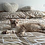 Molka a rejoint le concours — aidez-le/la à gagner de superbes lots ! cat, bed, pillow, heart_shaped_pillow, geometric_pattern, beige, white, feline, resting, indoor, cozy, pet, animal, sleepy, fur, whiskers, bedroom, relaxed, comfort, soft