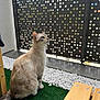 cat, blue_eyes, sitting, artificial_grass, white_stones, bench, metal_fence, outdoor, pet, feline, curious, domestic_animal, fur, whiskers, tail, daylight, modern, pattern, close_up, calm