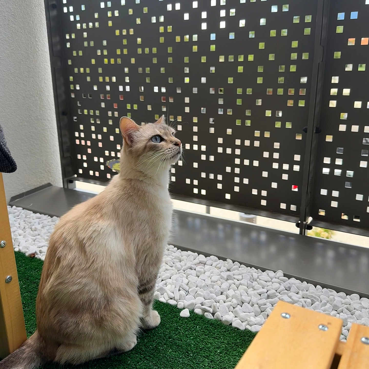 Molka a rejoint le concours — aidez-le/la à gagner de superbes lots ! artificial_grass, bench, blue_eyes, calm, cat, close_up, curious, daylight, domestic_animal, feline, fur, metal_fence, modern, outdoor, pattern, pet, sitting, tail, whiskers, white_stones