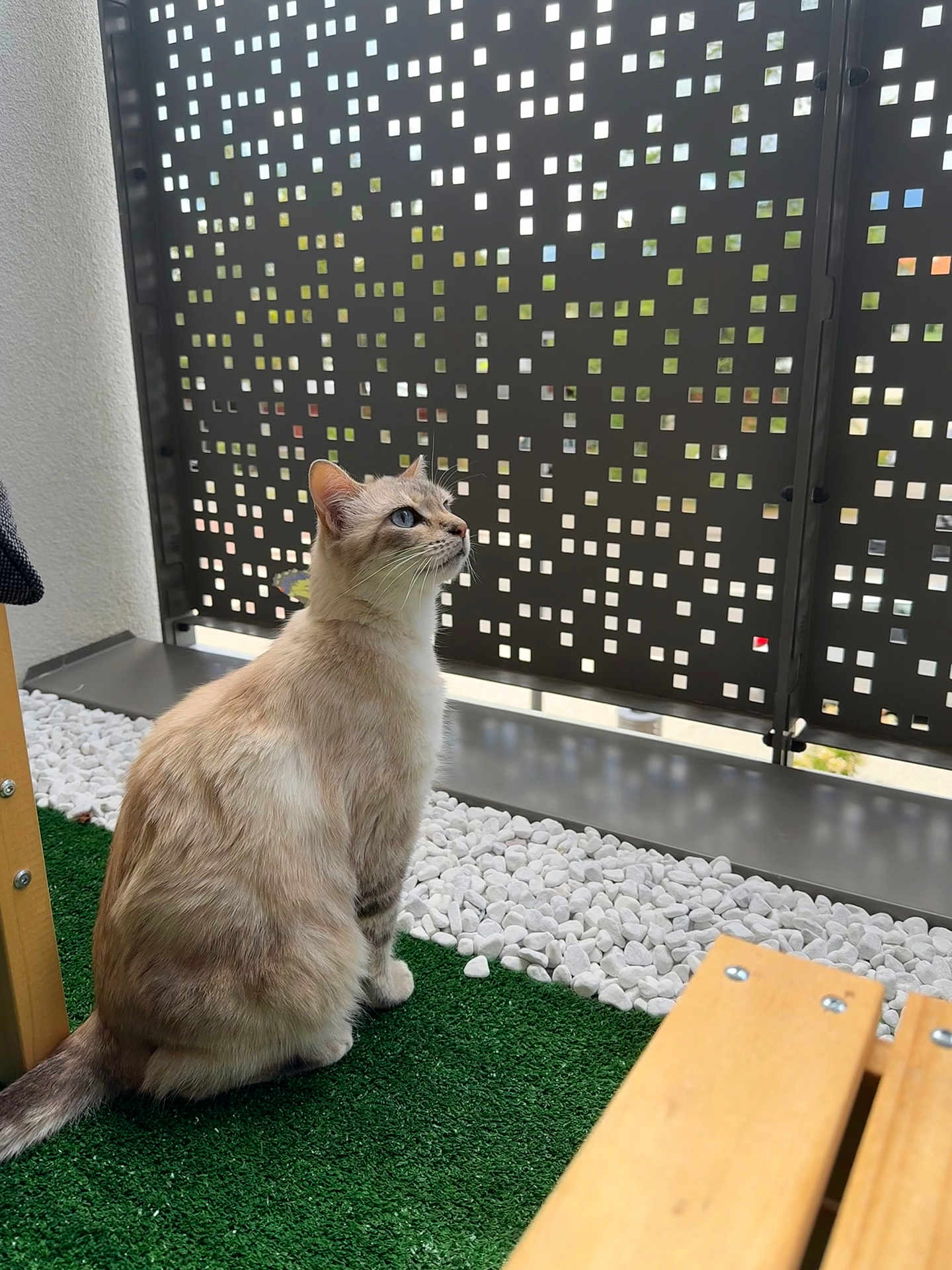 Molka a rejoint le concours — aidez-le/la à gagner de superbes lots ! cat, blue_eyes, sitting, artificial_grass, white_stones, bench, metal_fence, outdoor, pet, feline, curious, domestic_animal, fur, whiskers, tail, daylight, modern, pattern, close_up, calm