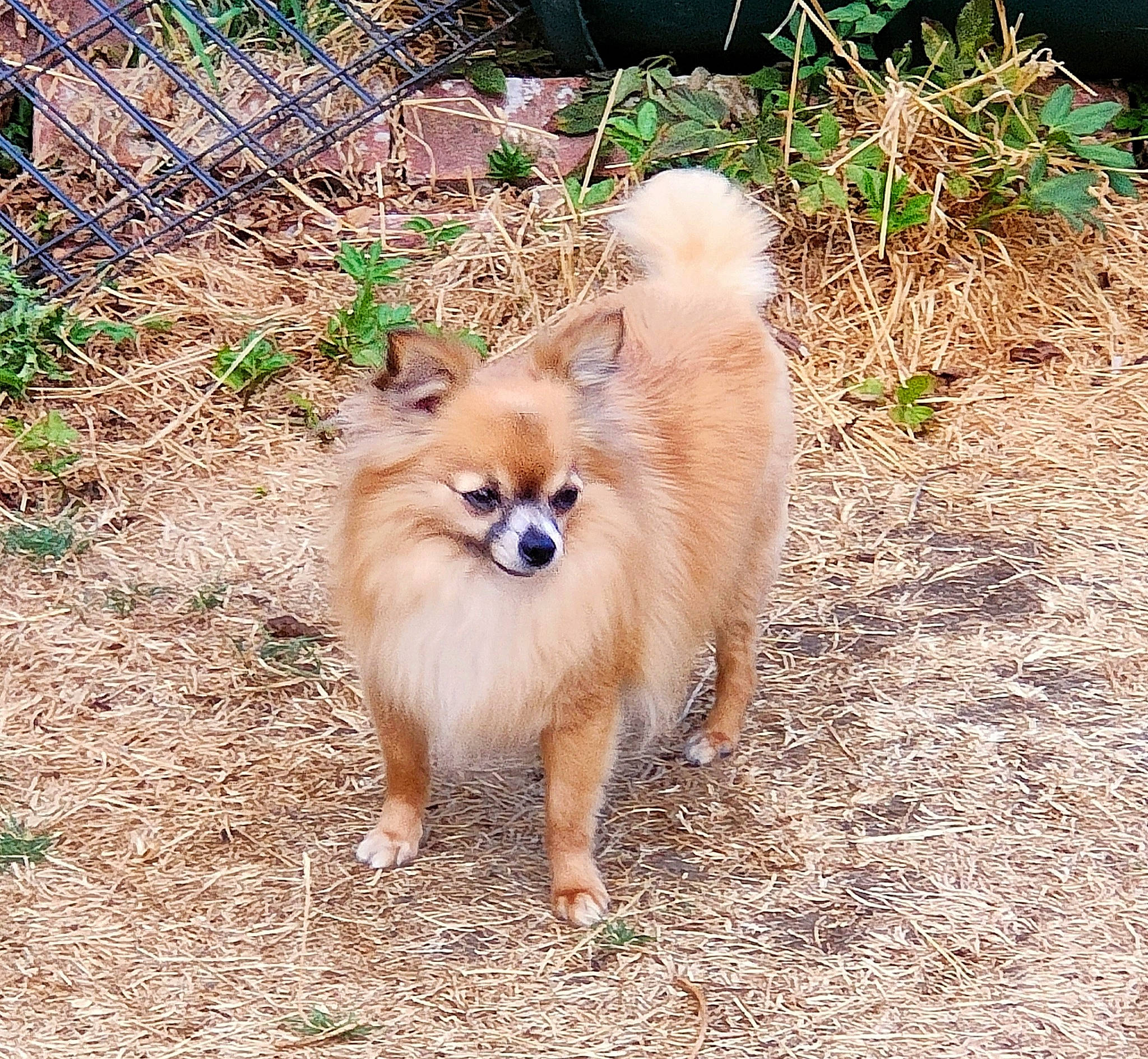 Belle joined the competition — help win amazing prizes! ancient_dog_breeds, carnivore, companion_dog, dog, dog_breed, fawn, fur, german_spitz, german_spitz_klein, german_spitz_mittel, grass, plant, pomeranian, soil, spitz, tail, terrestrial_animal, toy_dog, volpino_italiano, whiskers