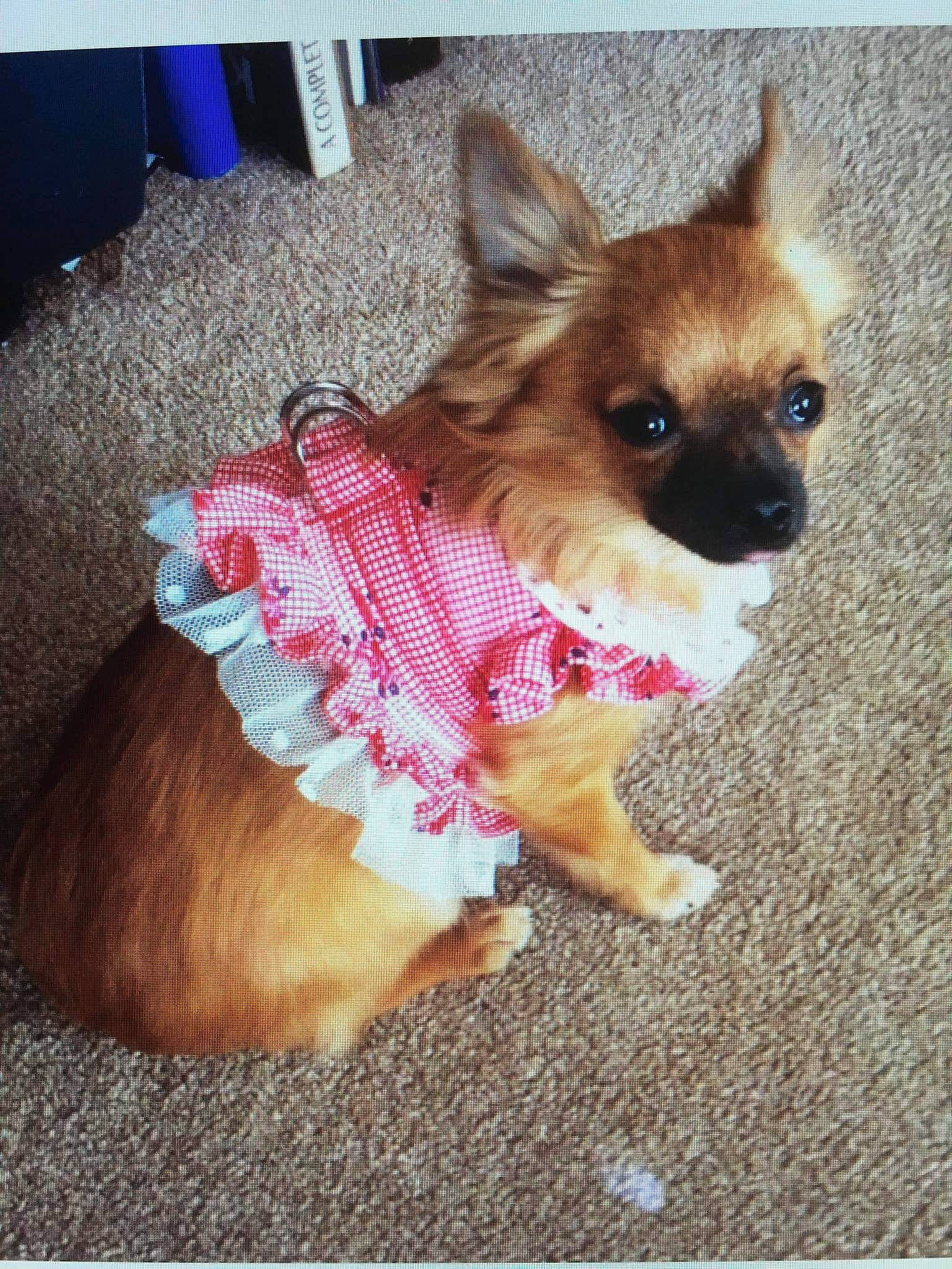 Belle joined the competition — help win amazing prizes! carnivore, chihuahua, collar, companion_dog, dog, dog_breed, dog_clothes, dog_supply, eyewear, fashion_accessory, fawn, fur, leash, pet_supply, snout, sunglasses, tail, toy_dog, whiskers, working_animal