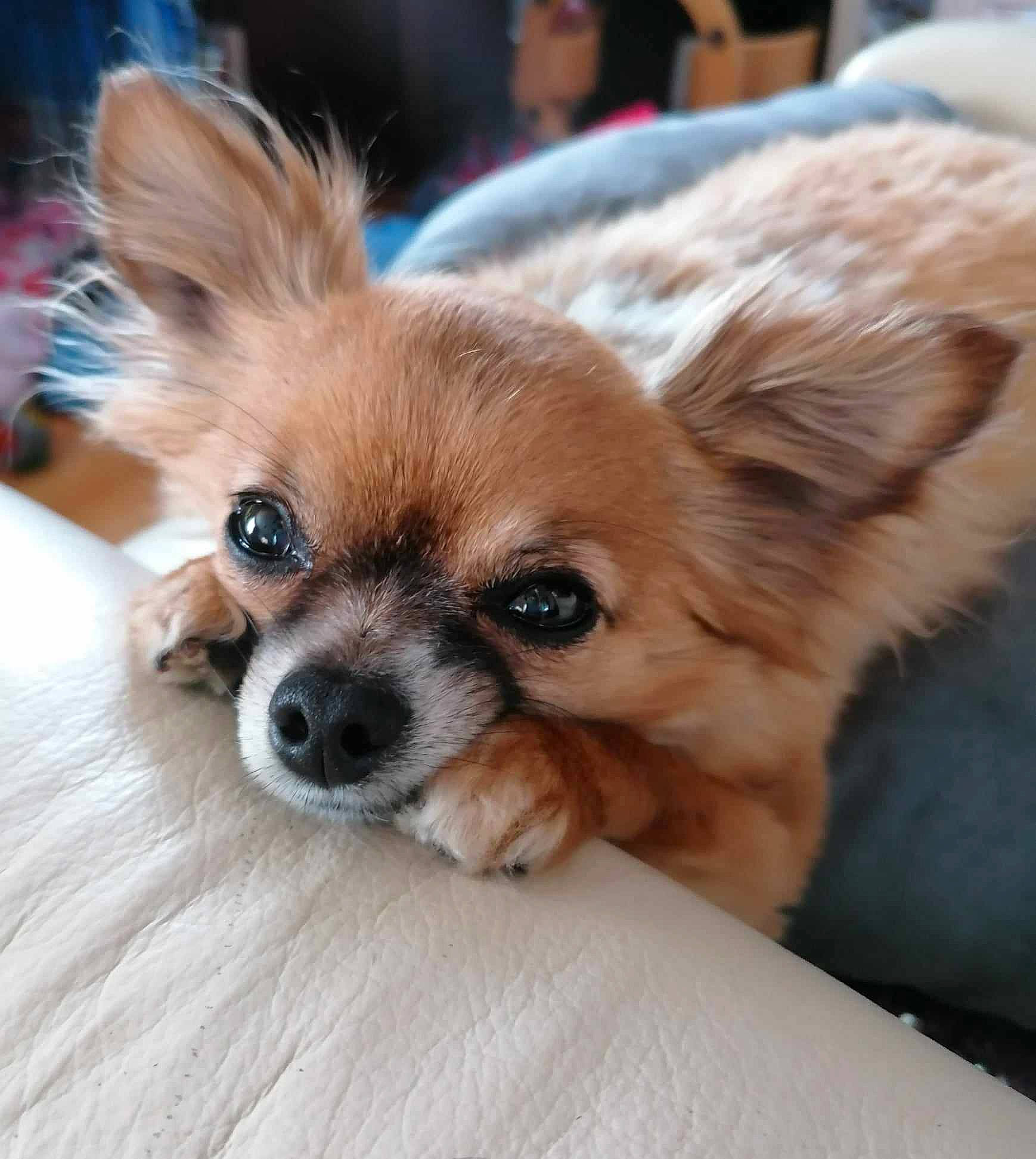 Belle is registered to the contest to win money with this photo: canidae, carnivore, chihuahua, companion_dog, corgi_chihuahua, dog, dog_breed, dog_supply, eye, fawn, fur, liver, puppy, snout, sporting_group, terrestrial_animal, tibetan_spaniel, toy_dog, whiskers