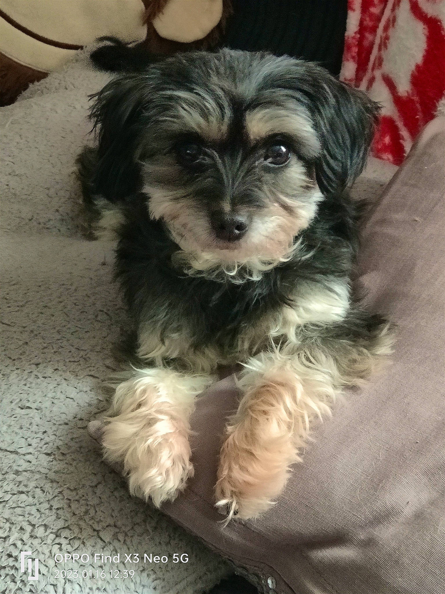 Ebony joined the competition — help win amazing prizes! biewer_terrier, canidae, carnivore, companion_dog, dog, dog_breed, fur, liver, maltepoo, puppy, small_terrier, snout, sporting_group, terrestrial_animal, terrier, toy_dog, working_animal, yorkipoo