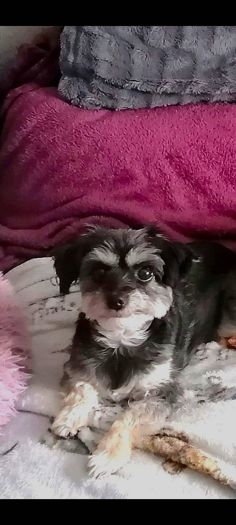 Ebony joined the competition — help win amazing prizes! canidae, carnivore, comfort, companion_dog, dog, dog_breed, dog_supply, fur, linens, liver, magenta, sleeve, small_terrier, snout, sporting_group, terrestrial_animal, terrier, toy_dog, whiskers, working_animal