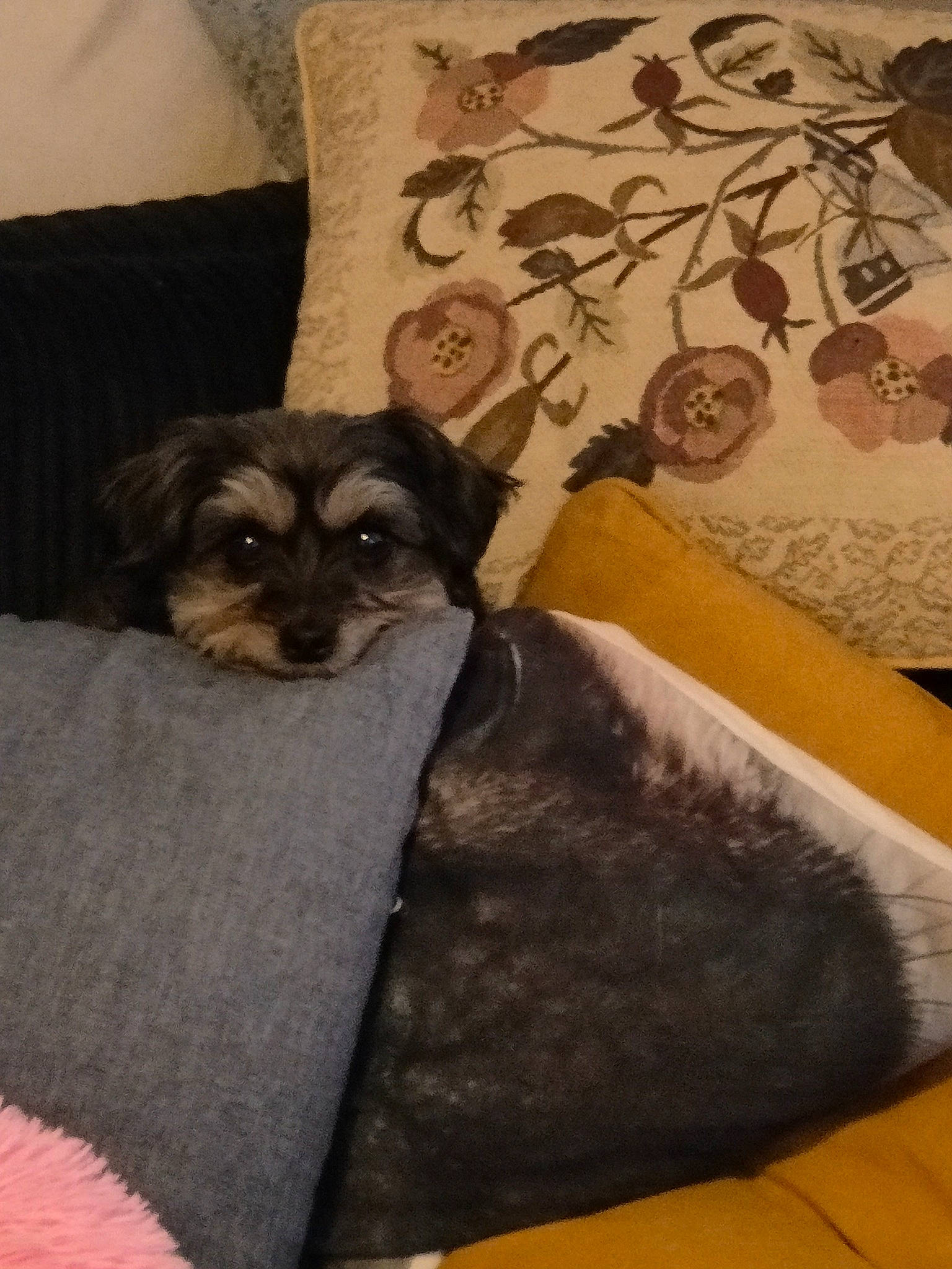 Ebony joined the competition — help win amazing prizes! carnivore, comfort, companion_dog, couch, dog, dog_breed, dog_supply, flooring, fur, hardwood, linens, liver, pattern, puppy, room, small_terrier, terrier, toy_dog, wood, working_animal