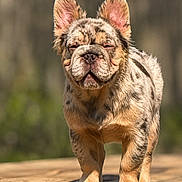 Sub-Zero is registered to the contest to win money with this photo: animal, canine, close_up, cute, dog, ears_up, expression, french_bulldog, fur, merle_coat, nature, outdoor, pet, portrait, puppy, standing, sunlight, wooden_surface, wrinkles, young_dog
