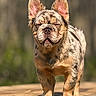 animal, canine, close_up, cute, dog, ears_up, expression, french_bulldog, fur, merle_coat, nature, outdoor, pet, portrait, puppy, standing, sunlight, wooden_surface, wrinkles, young_dog