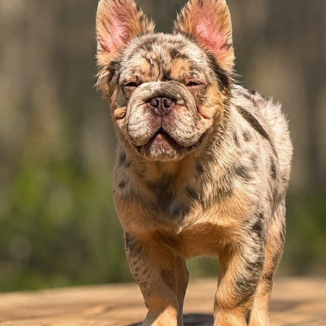 Sub-Zero is registered to the contest to win money with this photo: animal, canine, close_up, cute, dog, ears_up, expression, french_bulldog, fur, merle_coat, nature, outdoor, pet, portrait, puppy, standing, sunlight, wooden_surface, wrinkles, young_dog