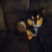 Snickers joined the competition — help win amazing prizes! dog, pet, fluffy, couch, indoor, furniture, animal, companion, fur, tail, collar, domestic, cute, resting, brown, black, small, face, ears, eyes