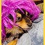 Snickers joined the competition — help win amazing prizes! dog, purple_wig, pet, fur, blanket, snuggling, cute, animal, indoor, cozy, closeup, portrait, canine, furry, resting, brown, black, tan, whiskers, domestic