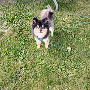 Snickers is registered to the contest to win money with this photo: dog, grass, outdoor, pet, animal, fur, garden, canine, small_dog, lawn, cord, leaf, chair_leg, alert, looking_at_camera, black_fur, tan_fur, fluffy, standing, nature