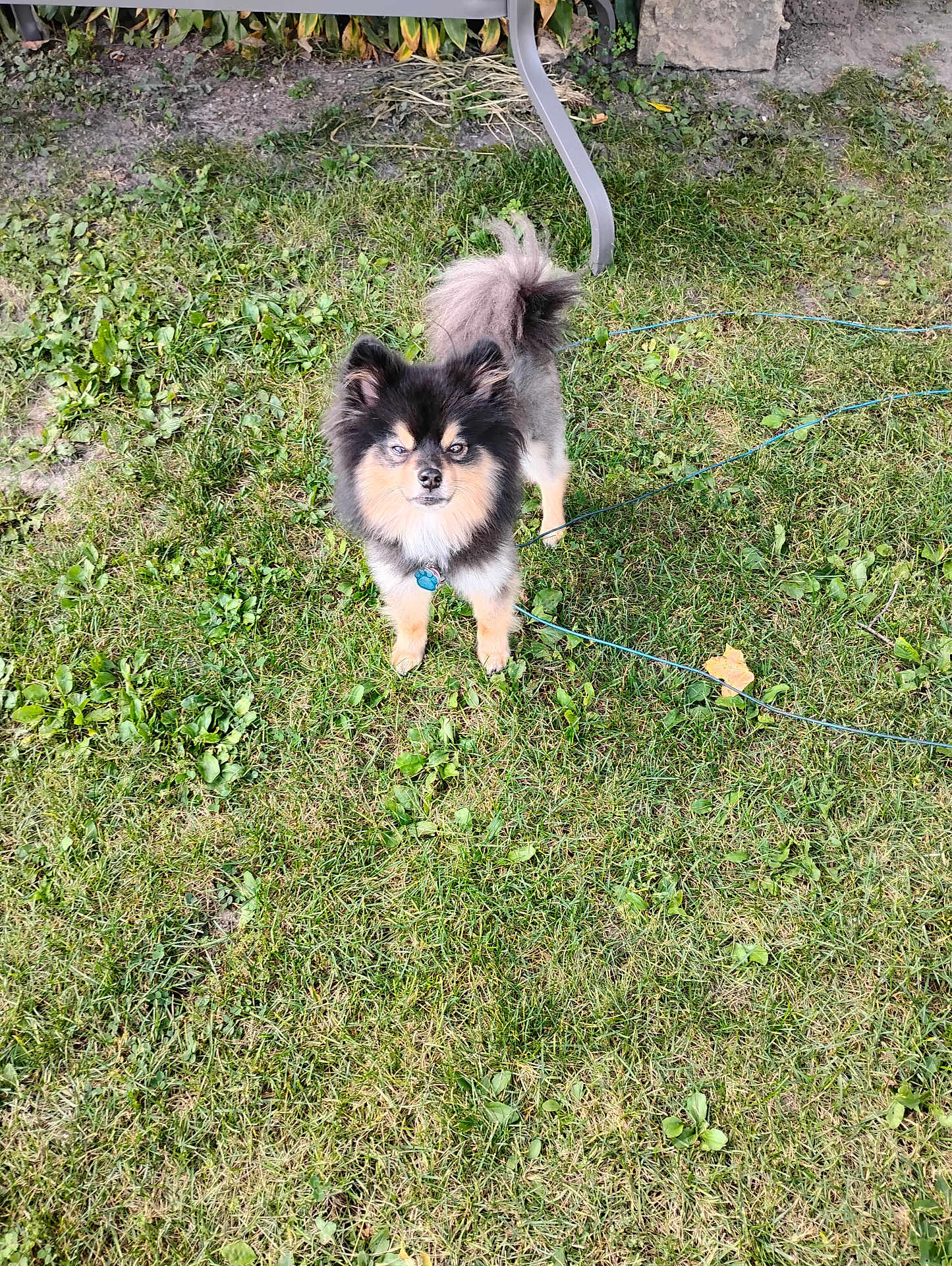Snickers is registered to the contest to win money with this photo: dog, grass, outdoor, pet, animal, fur, garden, canine, small_dog, lawn, cord, leaf, chair_leg, alert, looking_at_camera, black_fur, tan_fur, fluffy, standing, nature