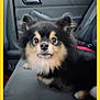 Snickers is registered to the contest to win money with this photo: dog, pet, car_interior, seat, fur, black, tan, animal, cute, canine, companion, indoors, transportation, window_handle, car_door, looking, closeup, face, ears, sitting