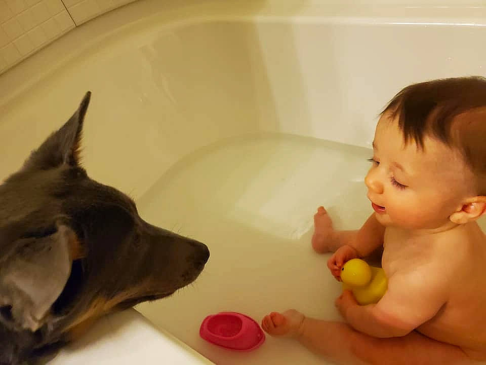 Coleson joined the competition — help win amazing prizes! bathing, bathtub, canidae, carnivore, child, dog, ear, guard_dog, person, play, toddler, washing