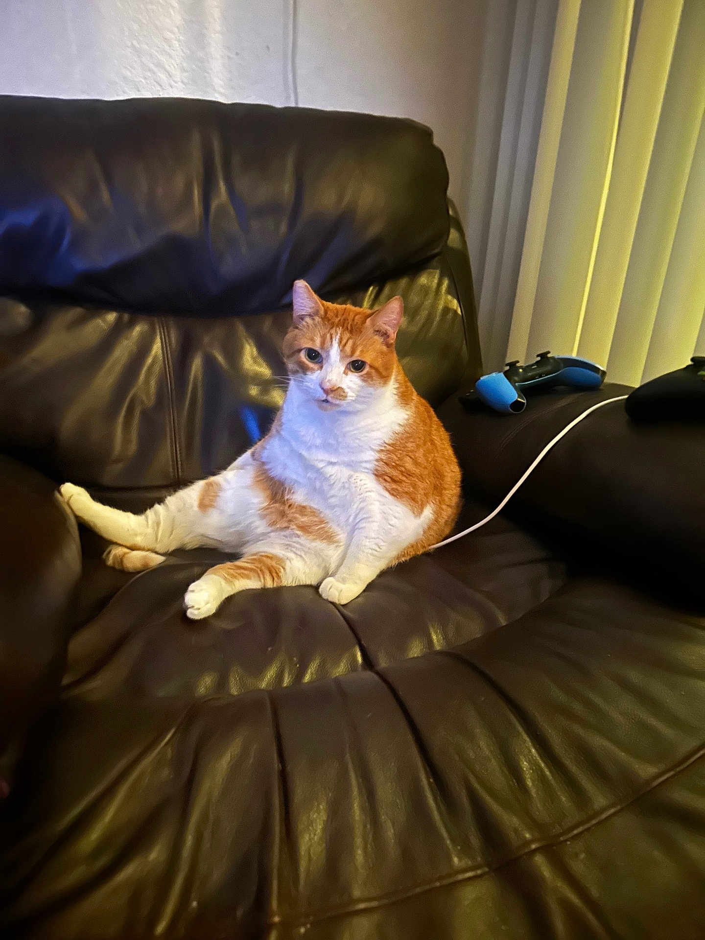 Rocky joined the competition — help win amazing prizes! cat, orange_cat, white_cat, pet, leather_couch, living_room, gaming_controller, relaxed, indoor, feline, cute, sitting, plush, animal, cozy, home, curious, furniture, resting, domestic_animal