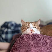 Rocky joined the competition — help win amazing prizes! cat, orange_cat, white_cat, sleepy, resting, blanket, purple_blanket, indoor, cozy, feline, pet, animal, fur, face, ears, blurred_background, fabric, checkered, relaxed, cute