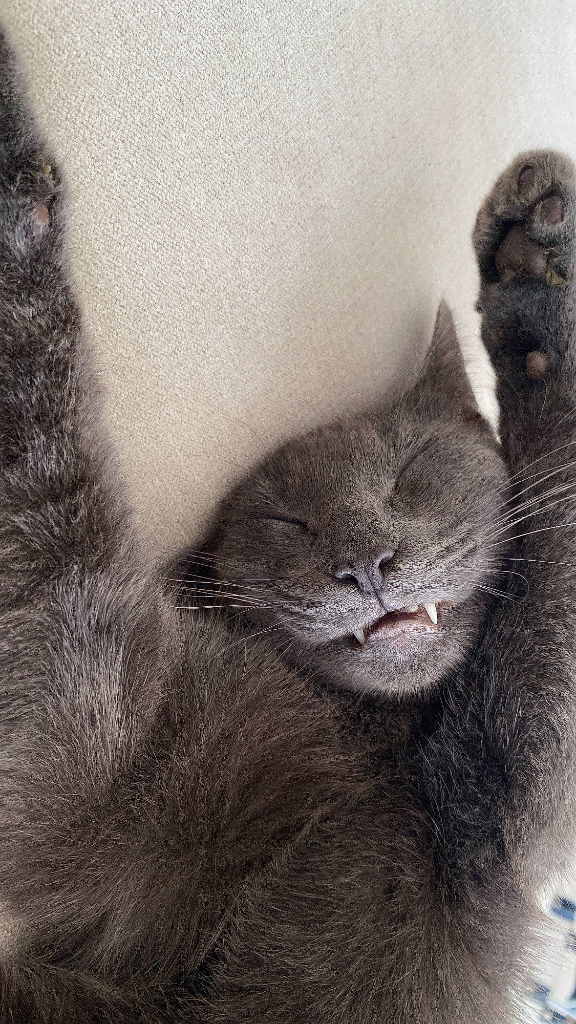 Dart joined the competition — help win amazing prizes! art, carnivore, cat, claw, comfort, domestic_short_haired_cat, drawing, felidae, fur, grey, illustration, paw, russian_blue, scottish_fold, small_to_medium_sized_cats, snout, tail, terrestrial_animal, twig, whiskers