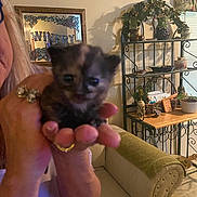 Stevie Nicks joined the competition — help win amazing prizes! blur, cat, close_up, curtain, decor, floor, furniture, hand, home, indoor, kitten, light, mirror, person, plant, ring, shelf, sofa, table, window