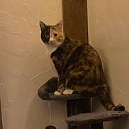 Cece joined the competition — help win amazing prizes! cat, calico_cat, feline, pet, animal, sitting, cat_tree, scratching_post, indoors, home, wall, wood, platform, tail, paws, ears, whiskers, portrait, looking_at_camera, warm_lighting